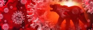 Bear Market and the coronavirus